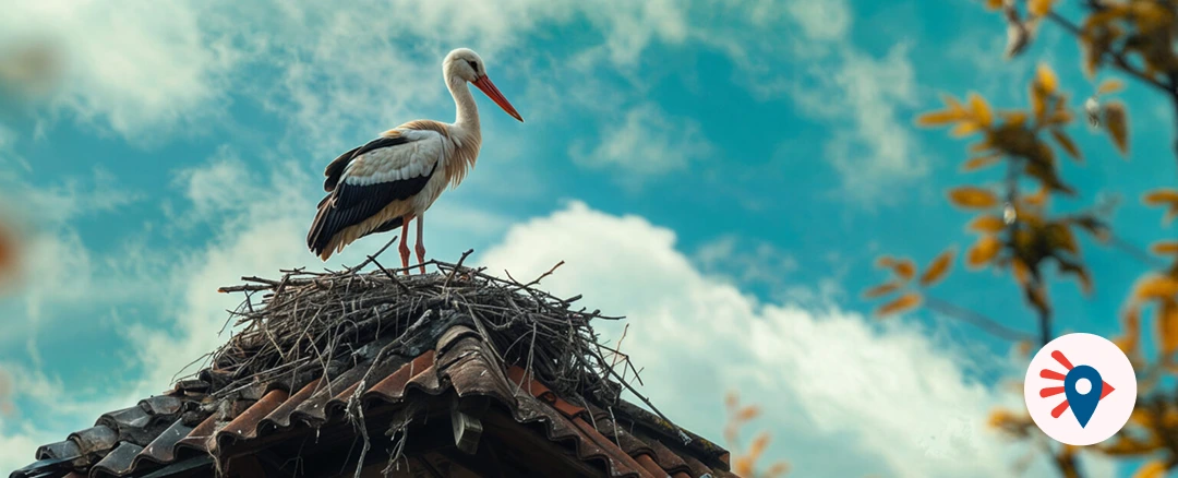 Cigogne d’Alsace dans son habitat naturel, symbole du tourisme alsacien et des activités nature accessibles avec le Pass’Alsace pour visiter sites culturels, parcs animaliers et événements régionaux.